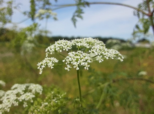 Small white clusters of flowers, rounded umbrella shape cluster. 